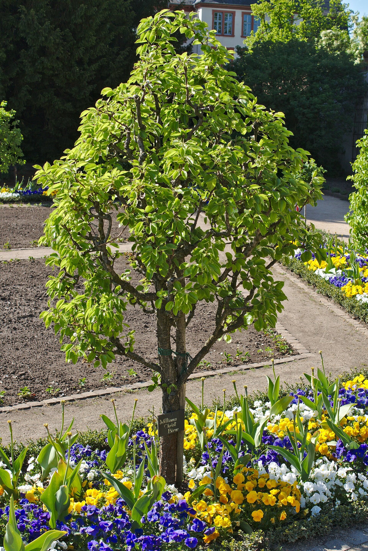 A Bartlett (Williams Christ) pear tree in leaf in a monastery garden