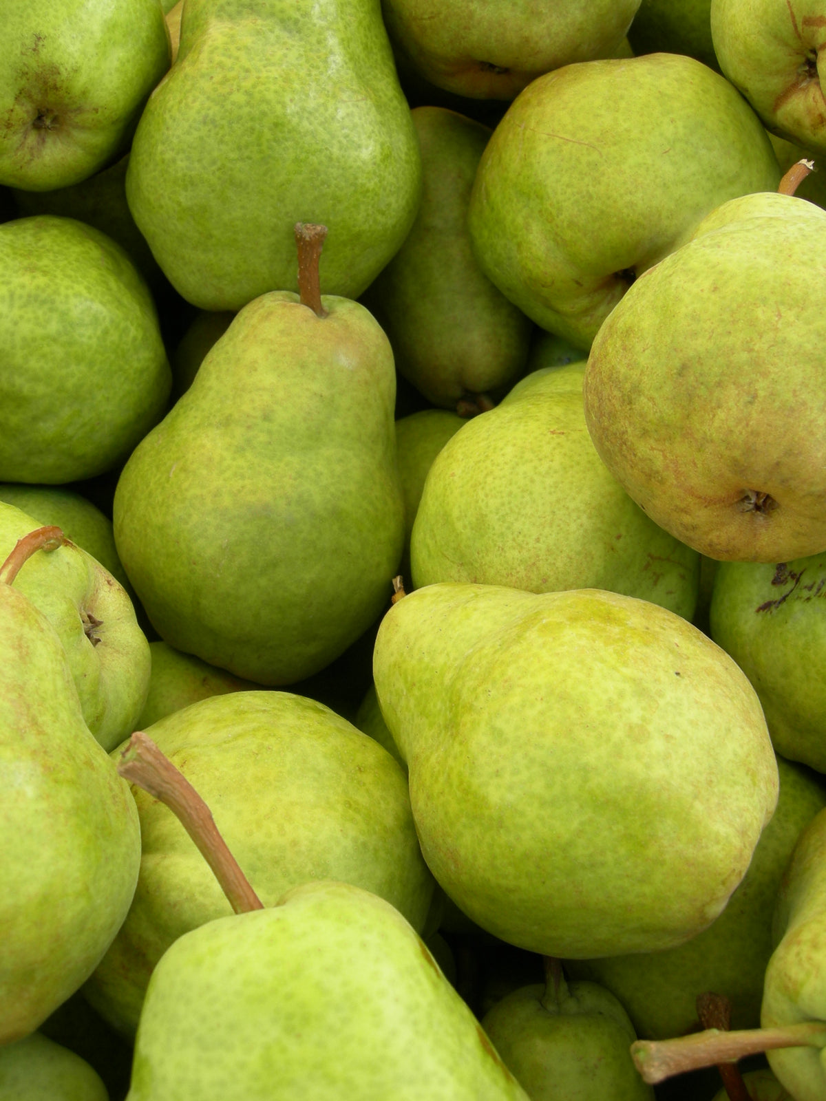 A pile of freshly picked Bartlett pears