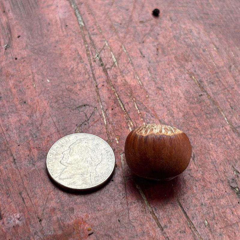 Tree Seeds