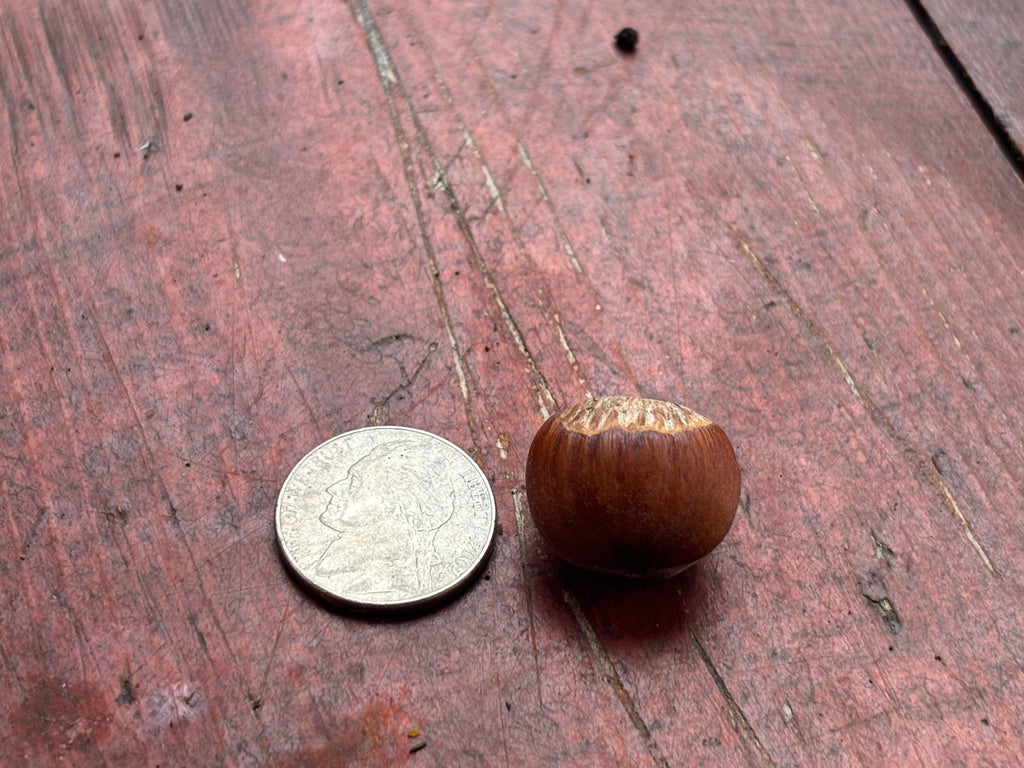 A Beast hybrid hazelnut next to a nickel, nearly the same size