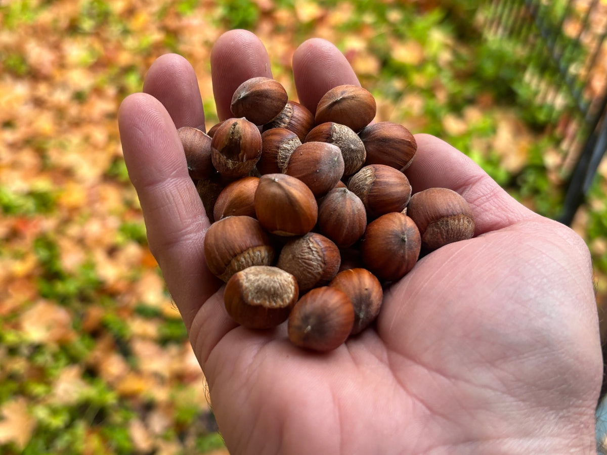 A handful of Beast hybrid hazelnuts