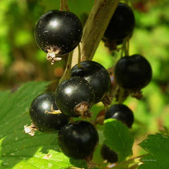 Ben Lomand Black Currant (Bundle of 2)