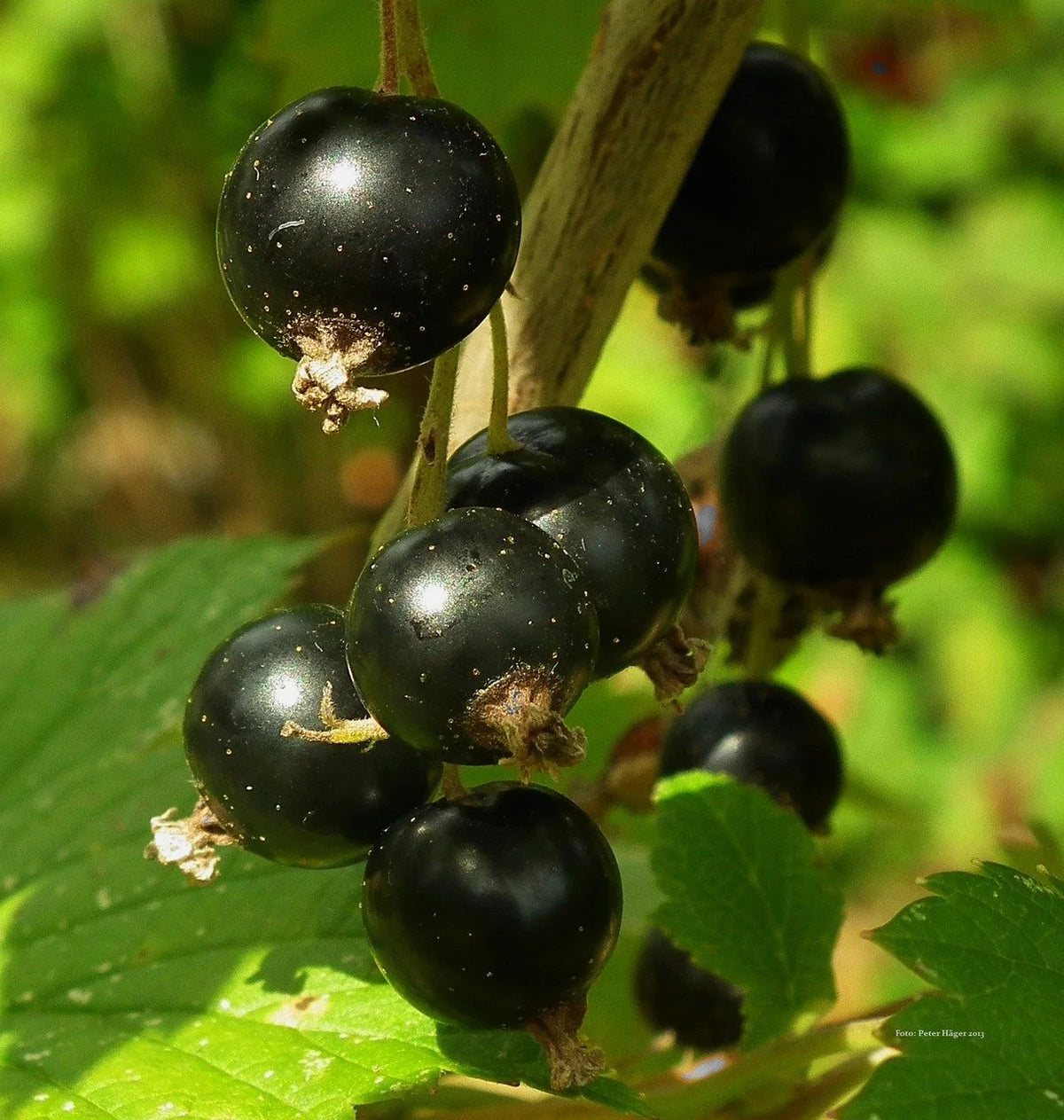 Ripe Ben Lomand black currants on the bush