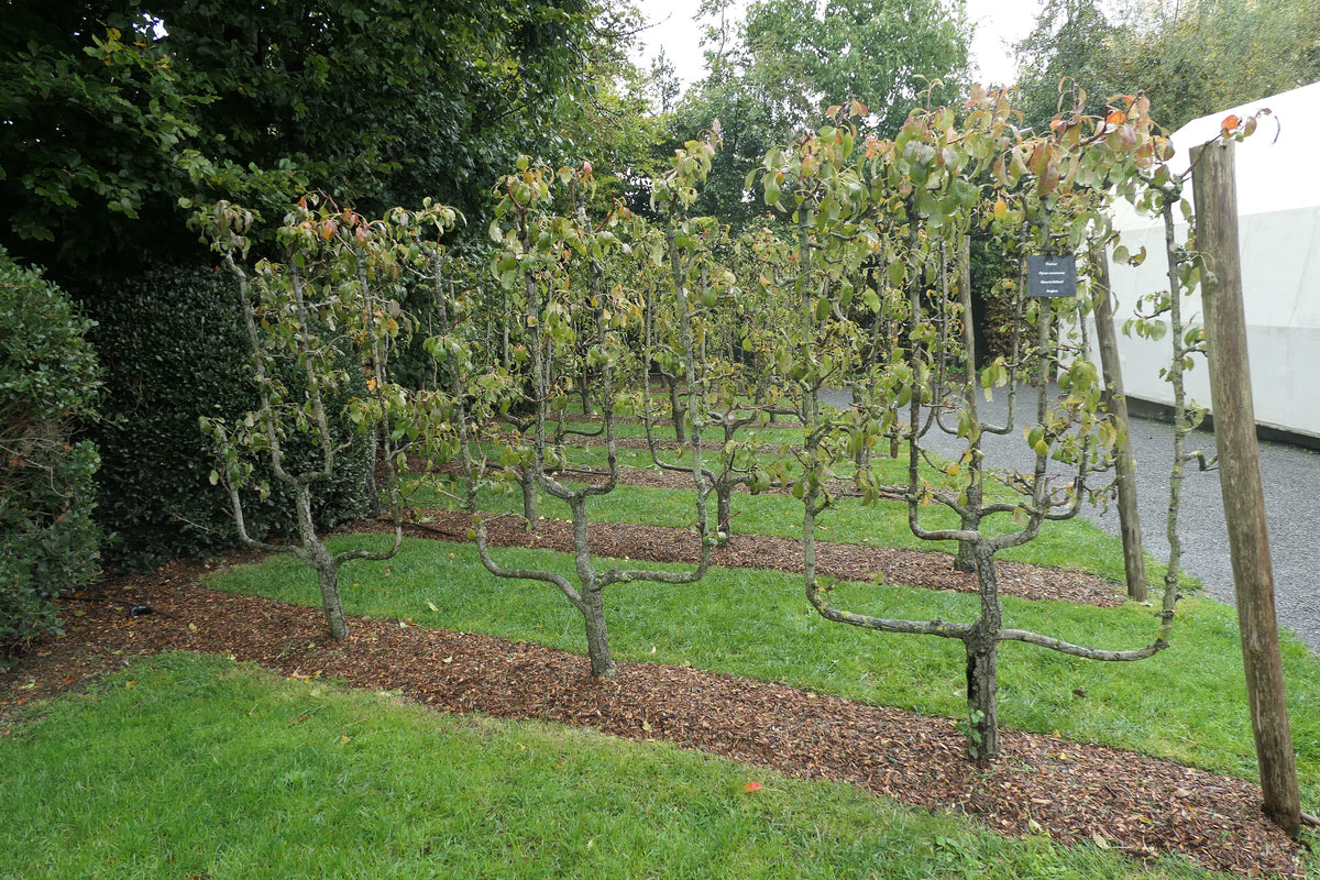 Espaliered Beurre Giffard pear trees at Terra Botanica, Angers, in autumn