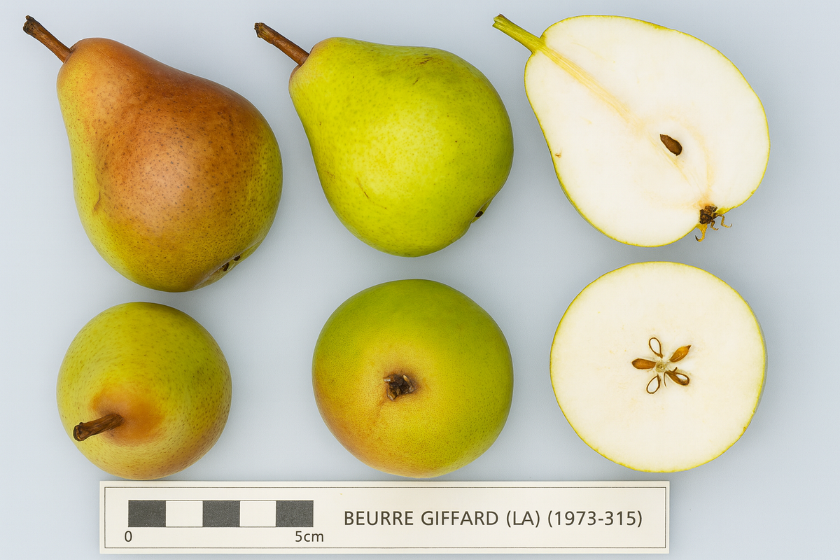 Beurre Giffard pears shown whole and cut
