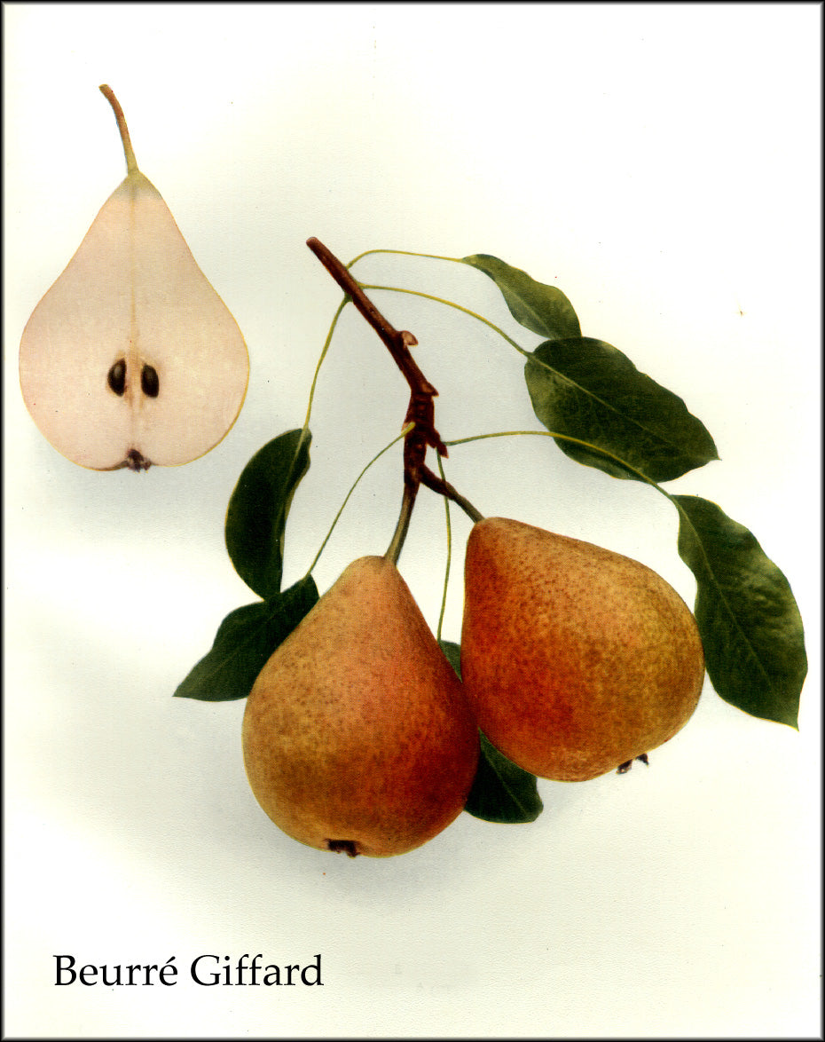 Botanical illustration of Beurre Giffard pears on the branch