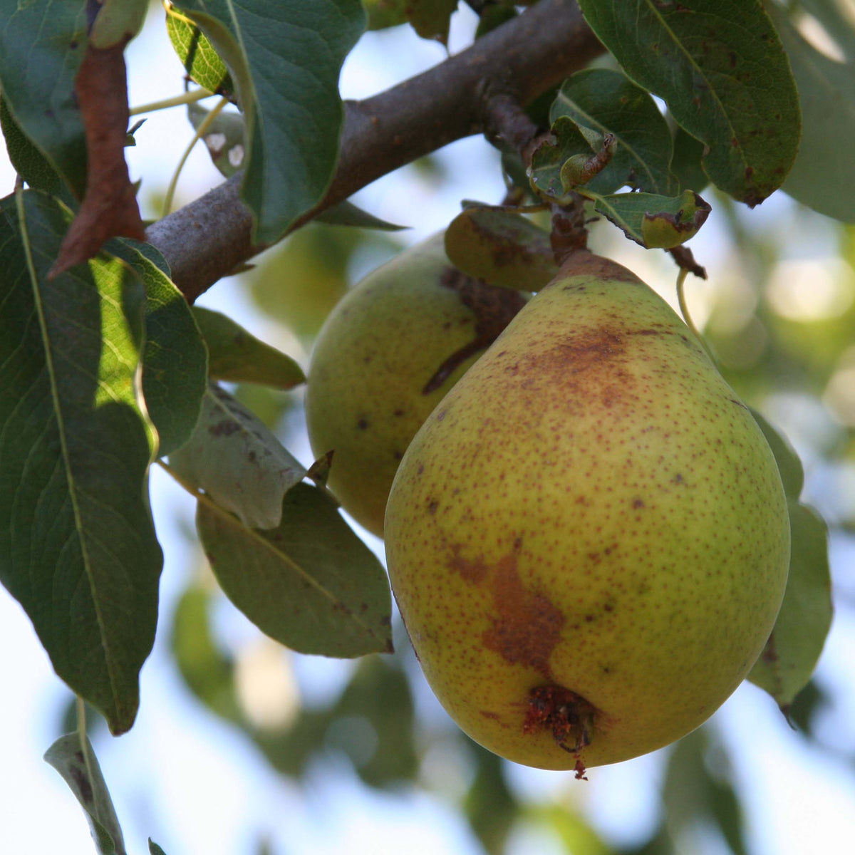 Beurré Giffard Pear (Spring 2027)