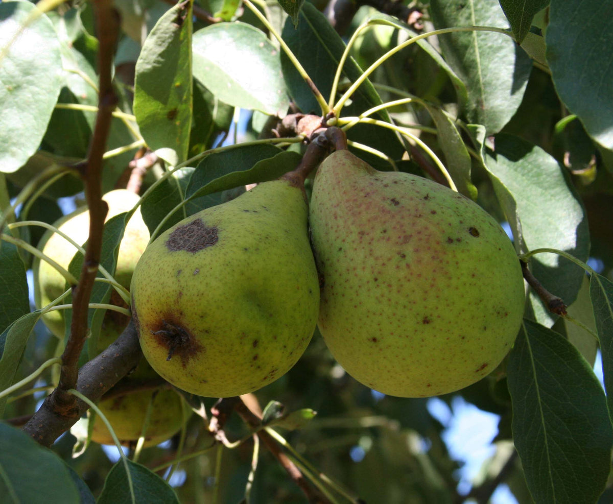 Pair of Beurre Giffard pears on the tree