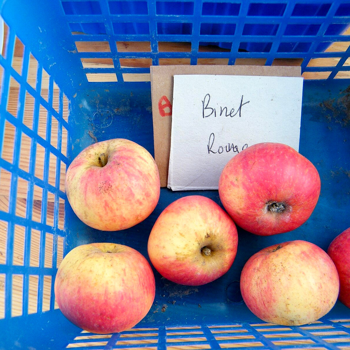 Binet Rouge Apple (Spring 2027)