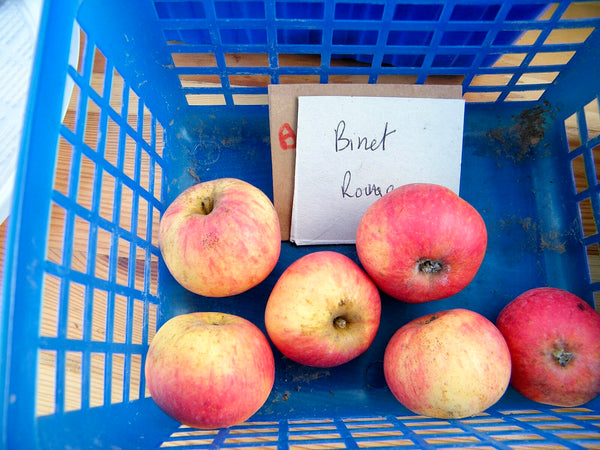 Binet Rouge Apple (Spring 2027)