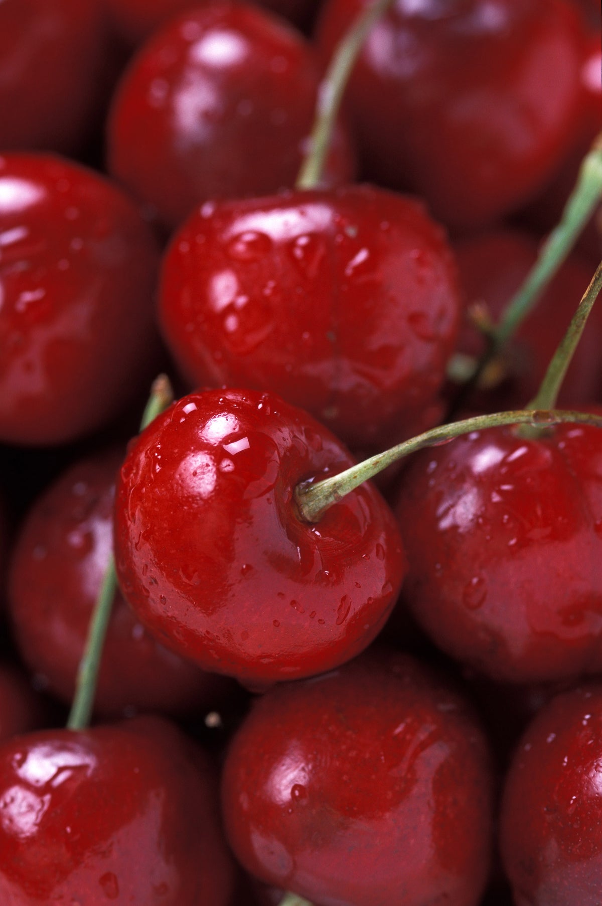 Close-up of ripe, glossy dark red Bing cherries
