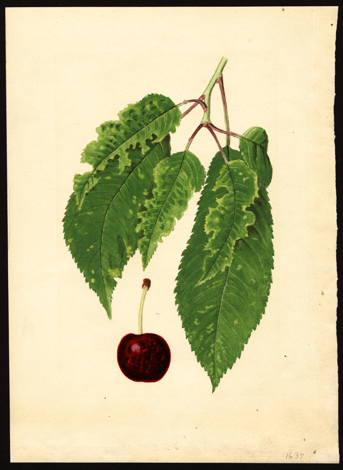 Watercolor painting of a Bing cherry with leaves from the USDA Pomological Watercolor Collection