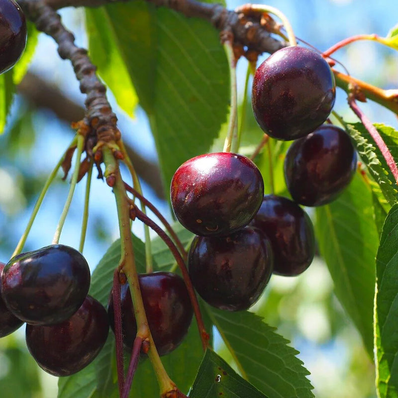 Cherries