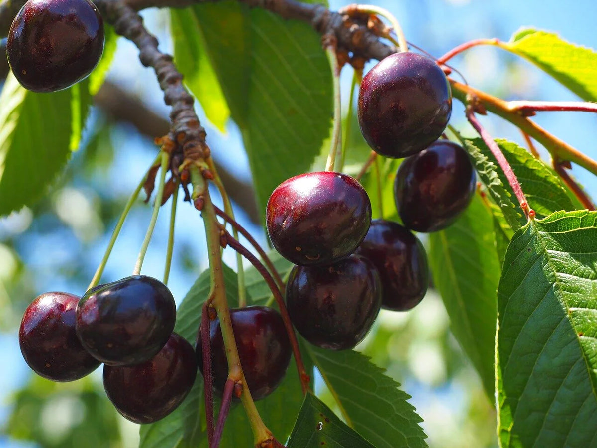 Black Gold sweet cherries ripening on the branch
