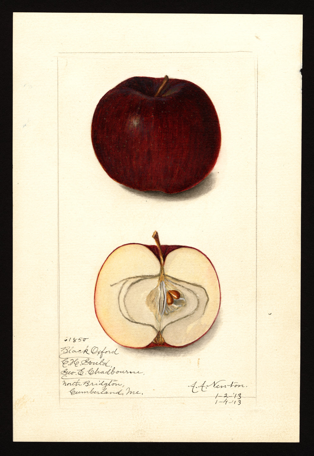 Historic USDA watercolor of the Black Oxford apple