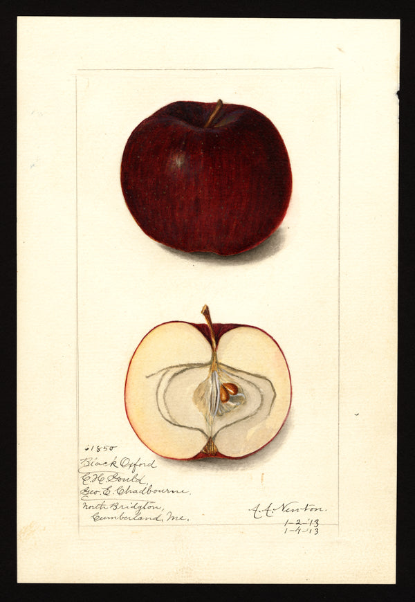 Black Oxford Apple