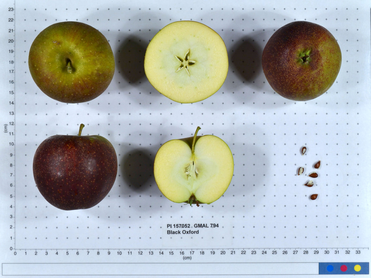 Black Oxford apples shown whole and cut on a USDA measuring grid