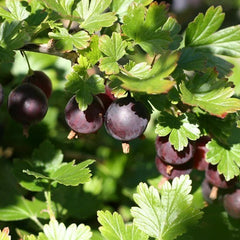 Black Velvet Gooseberry (Bundle of 2)