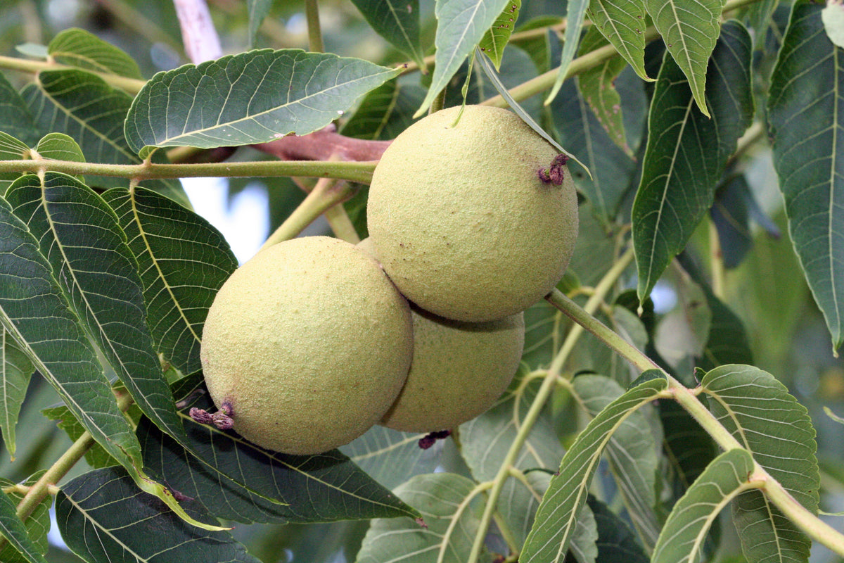 Representative photo of green black walnuts on the tree, not Buartblack Walnut itself