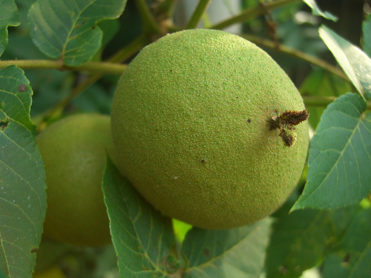 Close-up of a green black walnut husk on the tree
