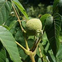 Black Walnut (Bundle of 3)