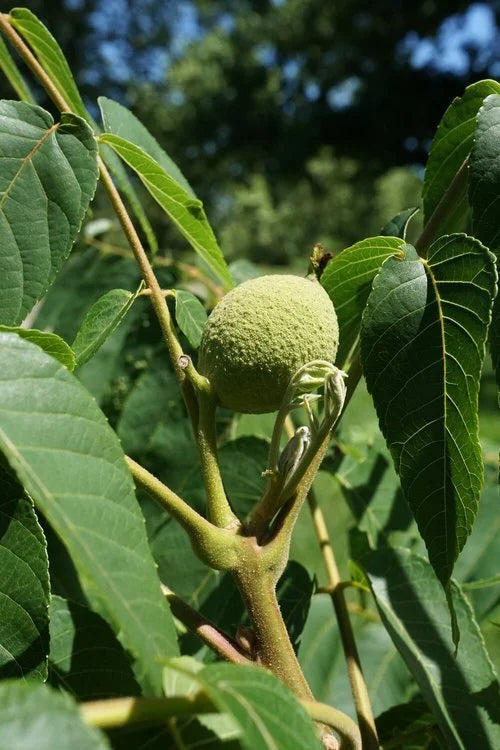 A black walnut in its green husk on the branch