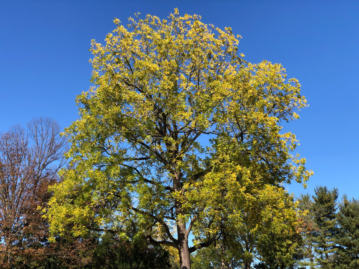 A mature black walnut tree in golden fall color