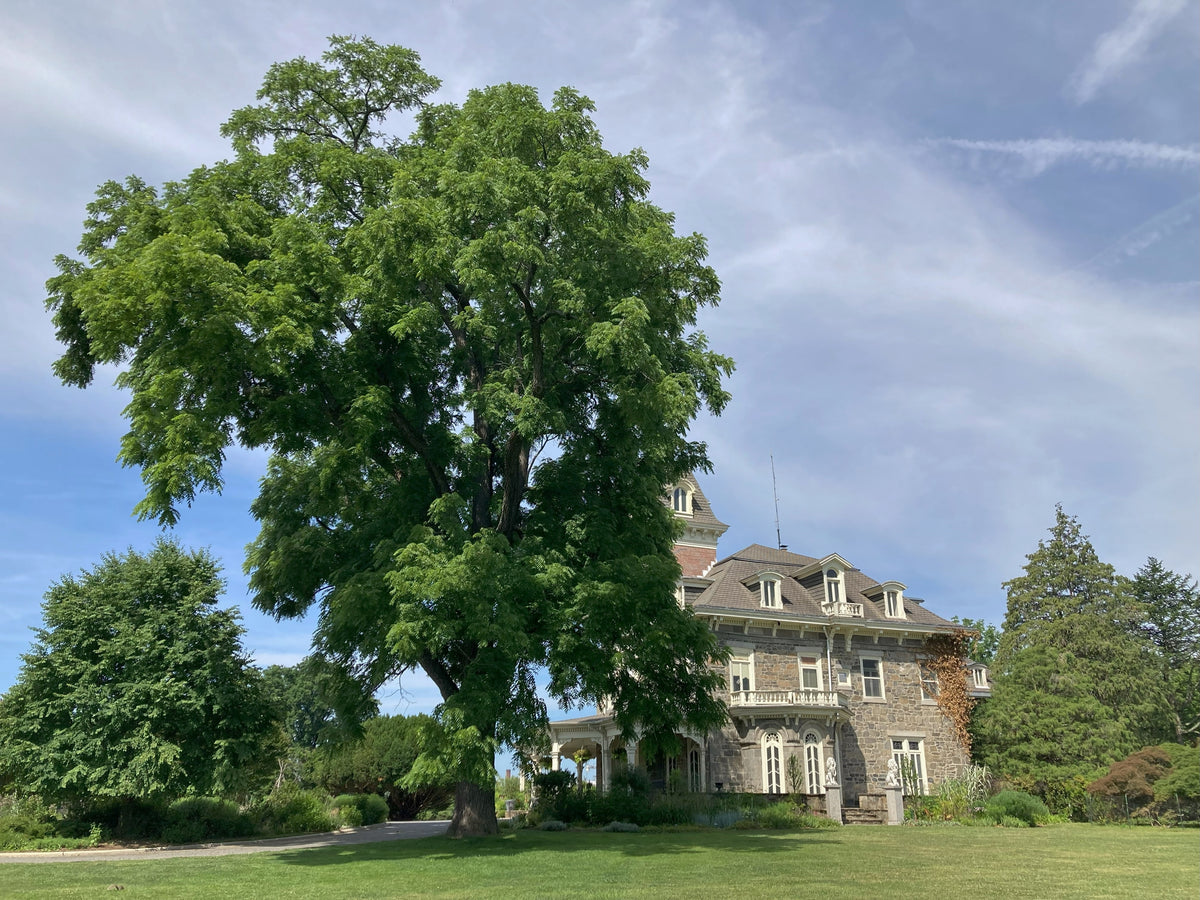 A large black walnut tree in full summer leaf