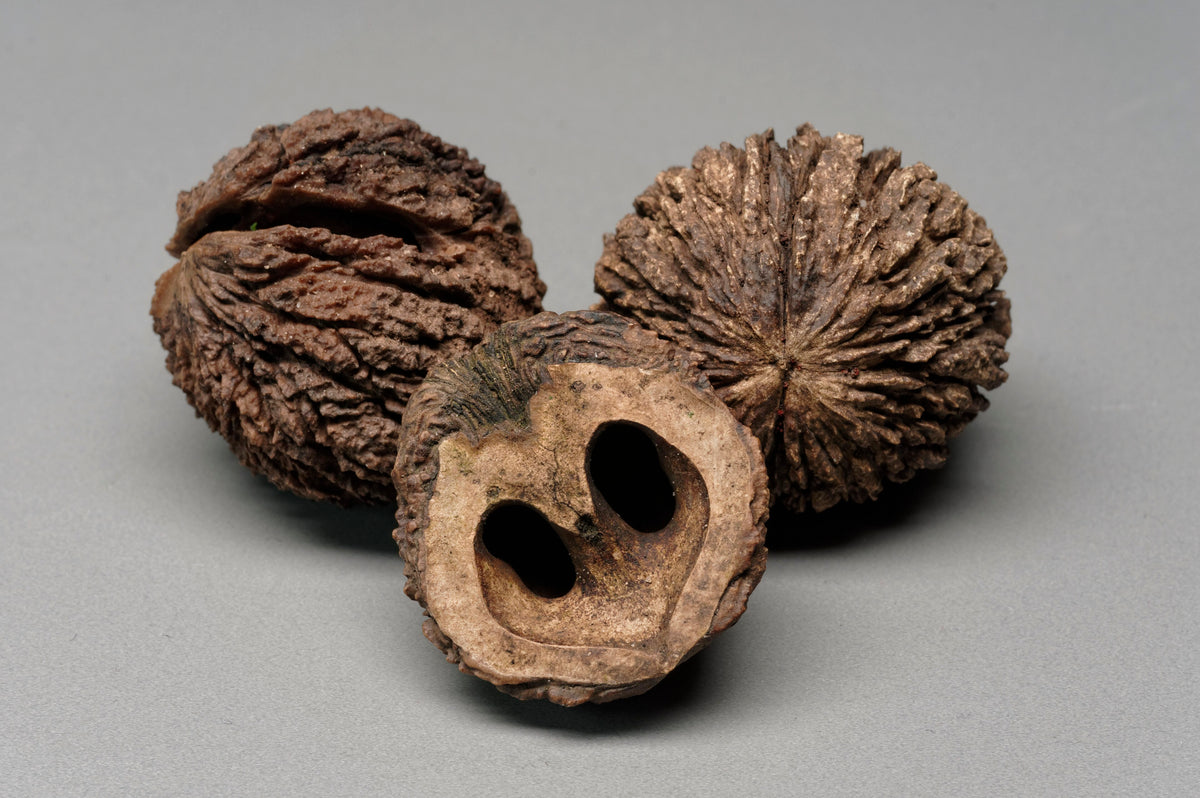 Black walnuts in the shell, one cracked open to show the kernel cavities
