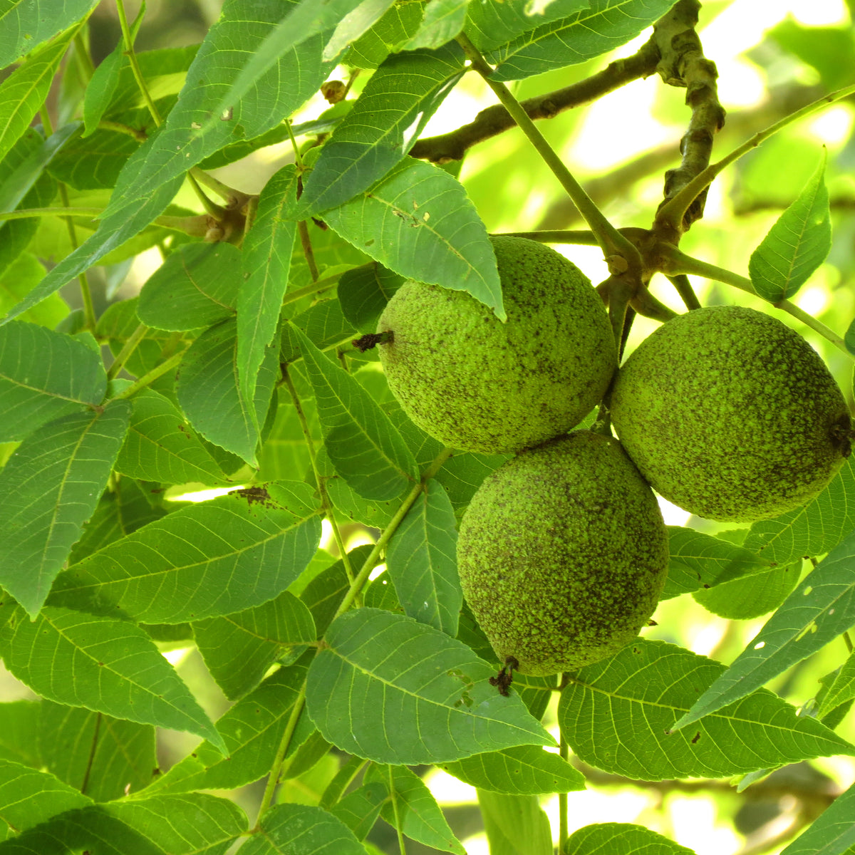 Black Walnut (Bundle of 3) | Spring 2027