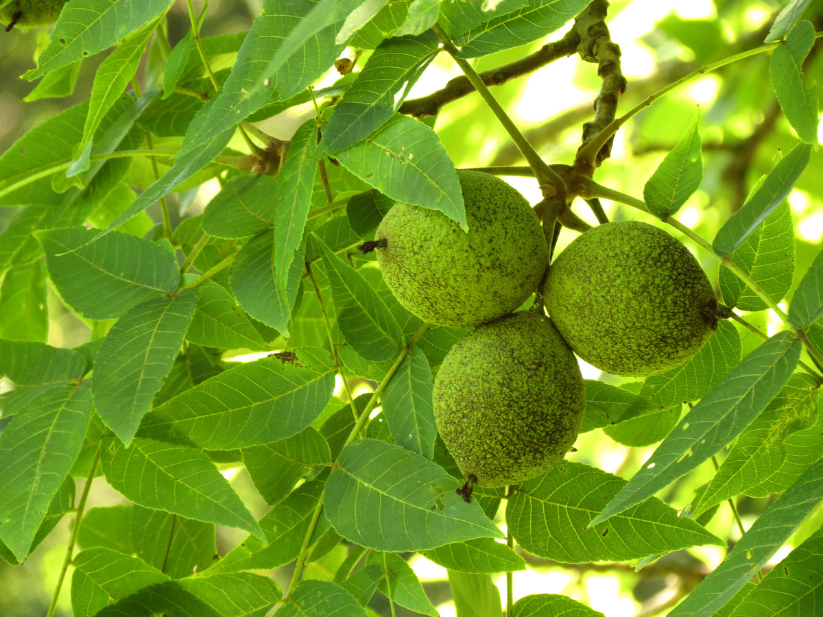 Green black walnuts hanging in a cluster among bright summer leaves