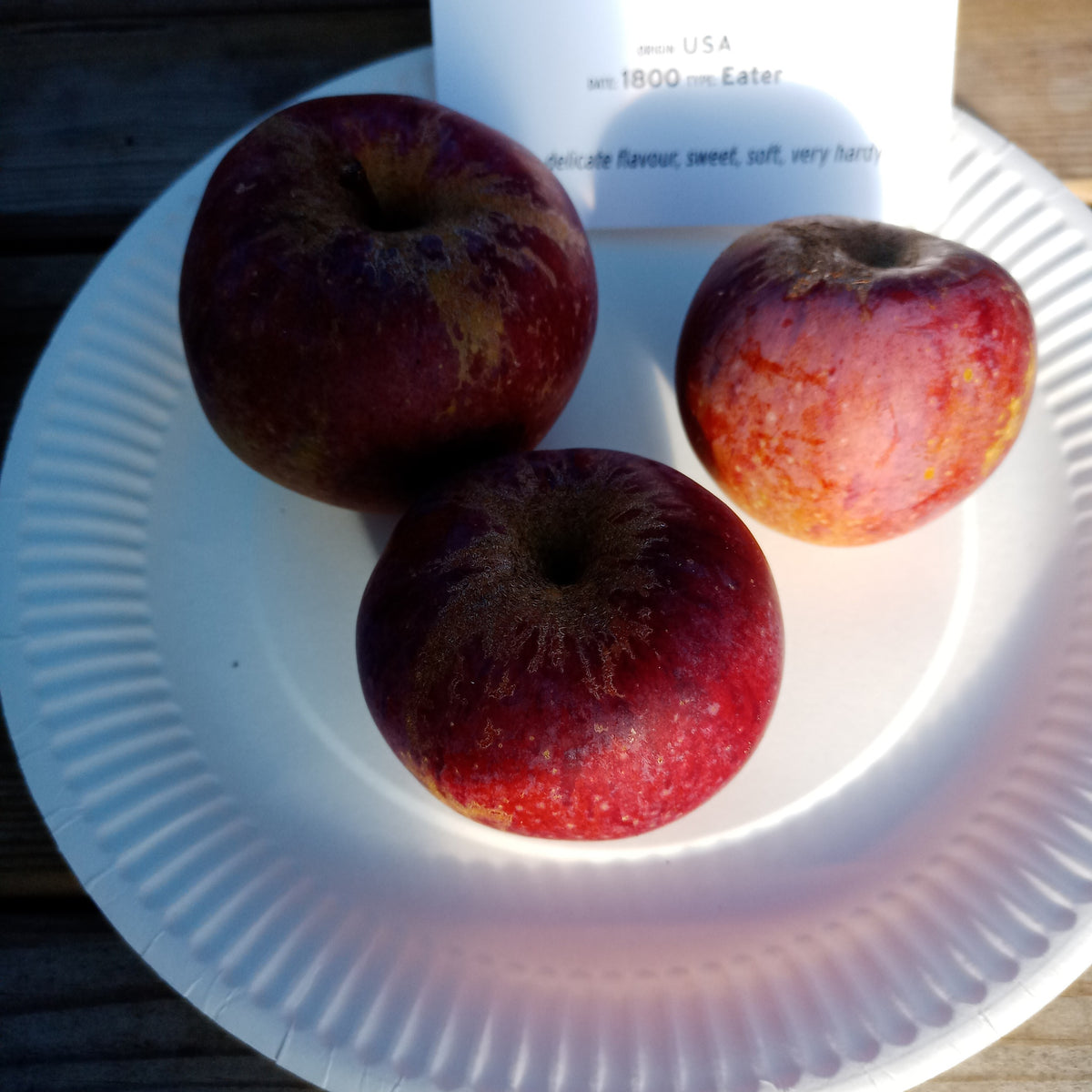 Blue Pearmain Apple (Spring 2027)