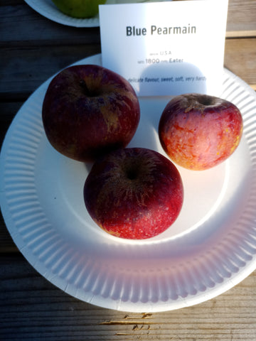 Blue Pearmain apples on a plate at an apple show, showing their deep purplish-red skin