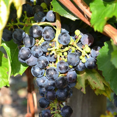 Grapes