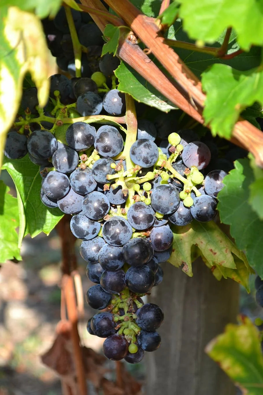 Bluebell grape clusters ripening on the vine