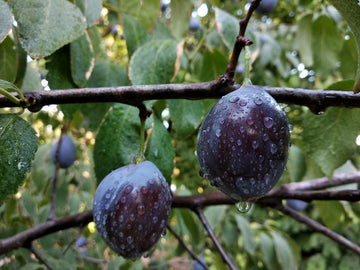 Representative photo of bluish-black plums with a heavy bloom on the branch, not Kaga itself