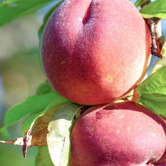 Peaches & Nectarines