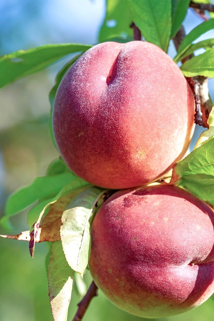 Blushingstar peaches ripening on the tree