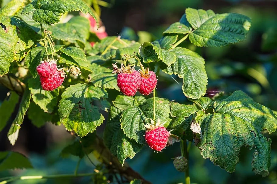 Boyne raspberries ripening on the cane