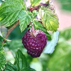 Brandywine Purple Raspberry (Bundle of 3)