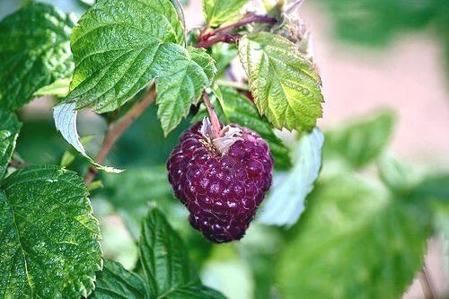 A ripe Brandywine purple raspberry on the cane