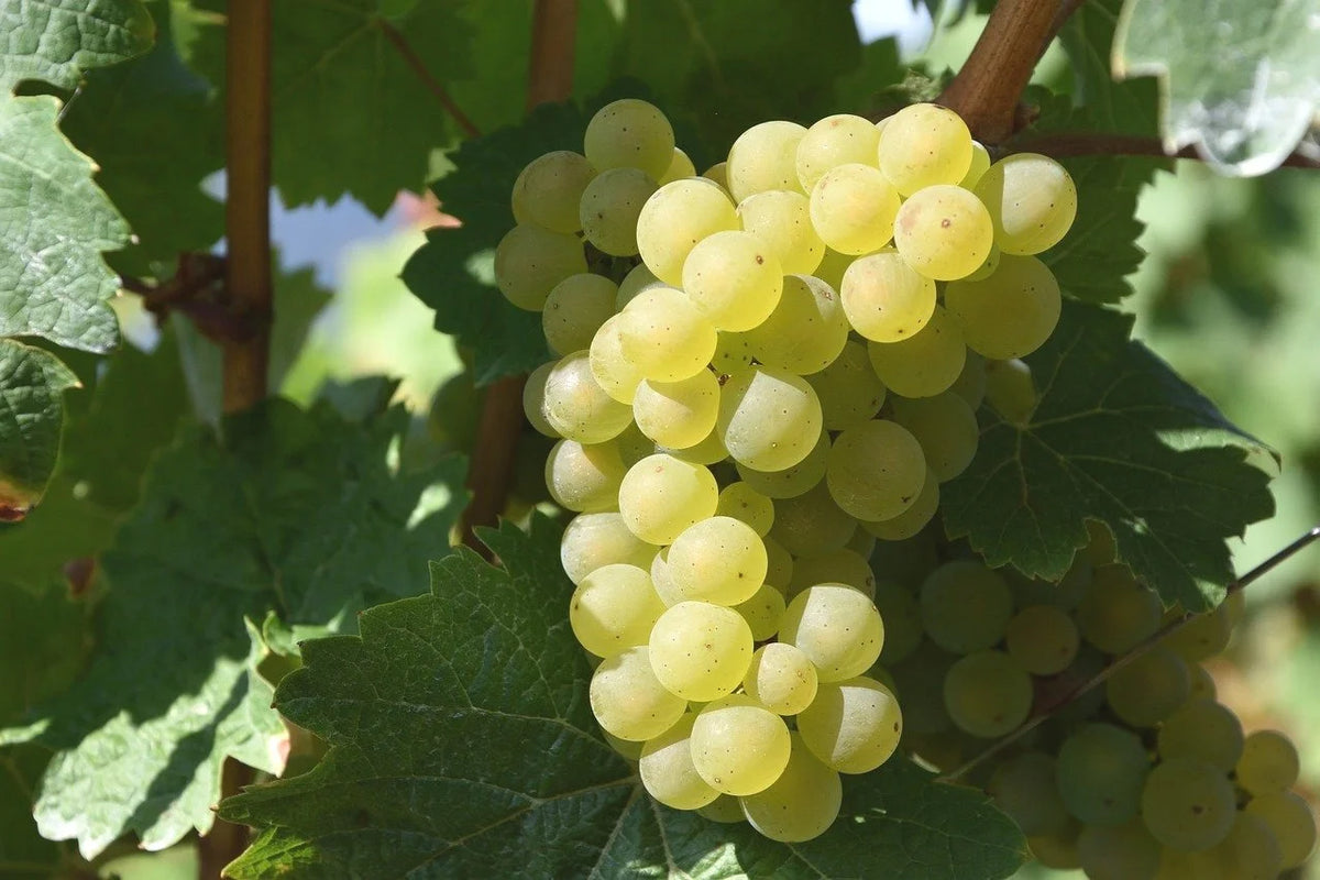 Brianna grape clusters ripening on the vine