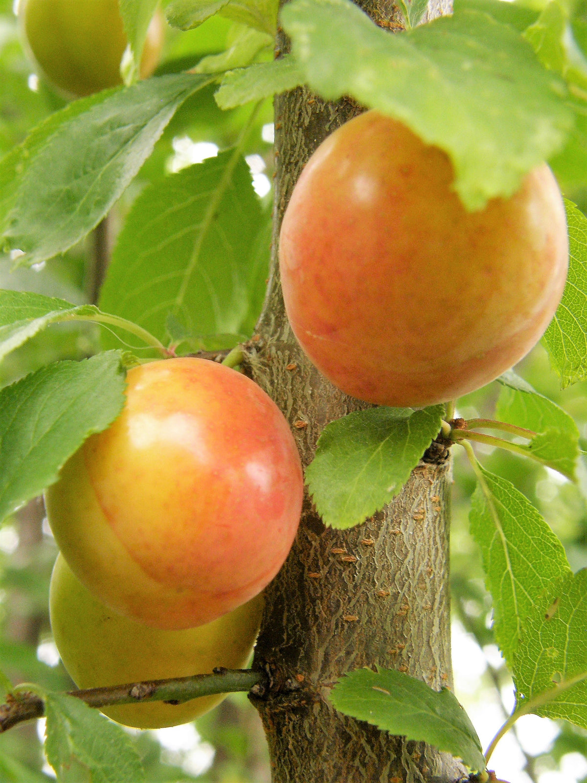 Representative photo of yellow plums on the tree, not Brookgold itself