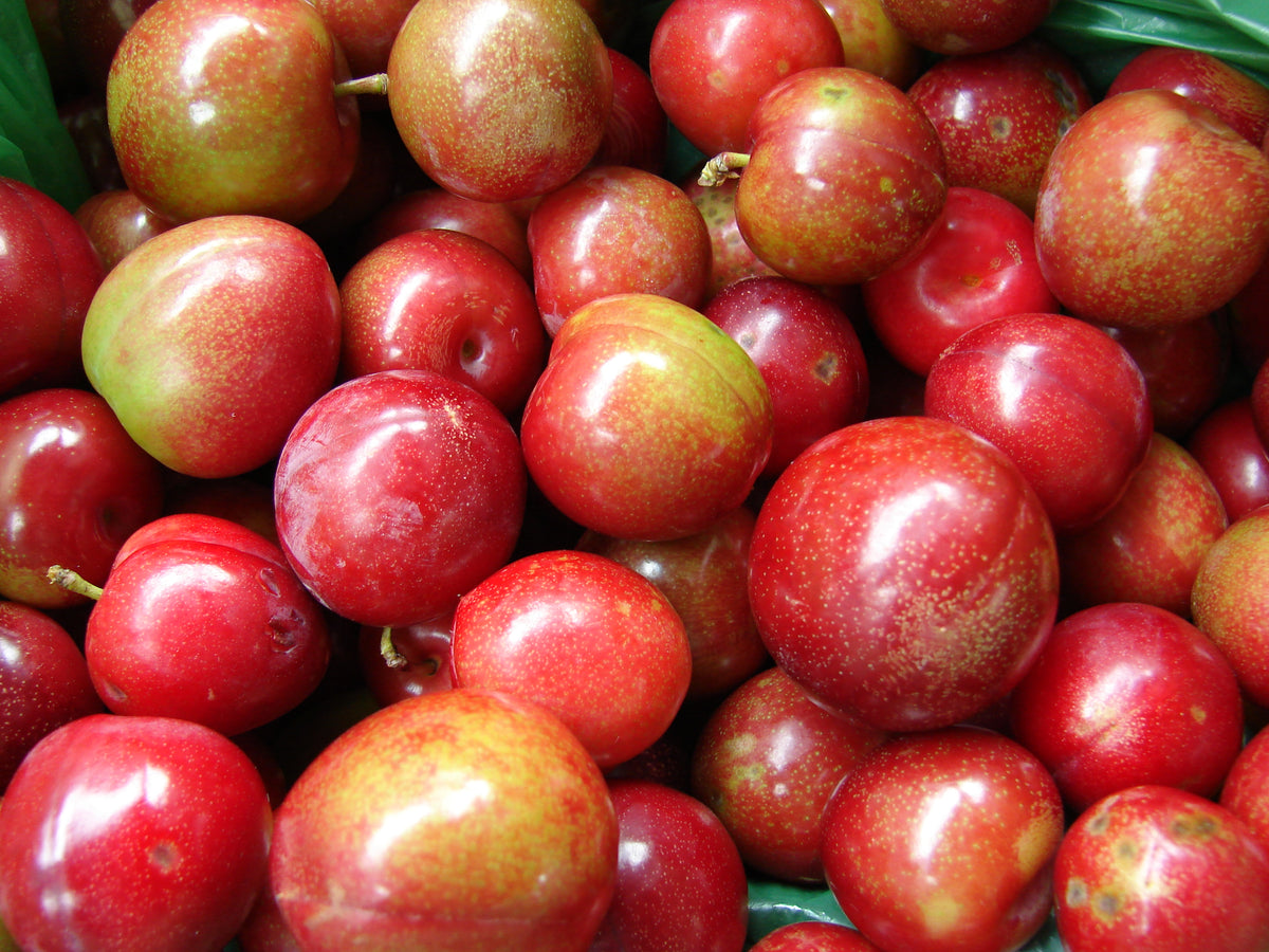 Representative photo of red hybrid plums, not Brookred itself