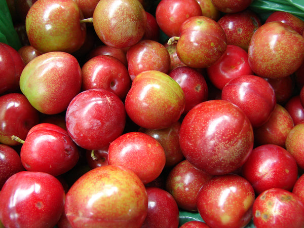 Brookred Plum