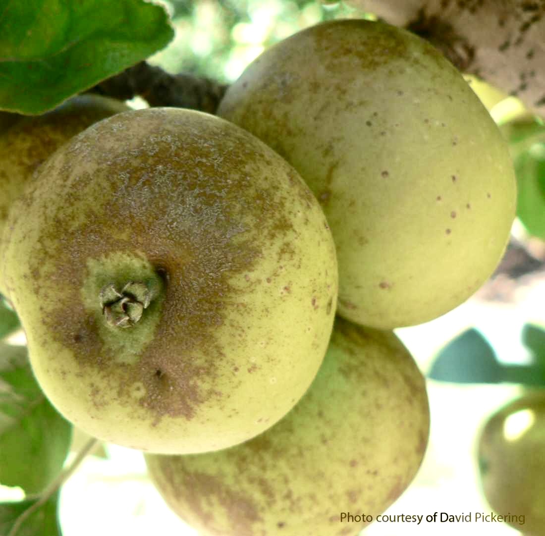 Brown Snout cider apples