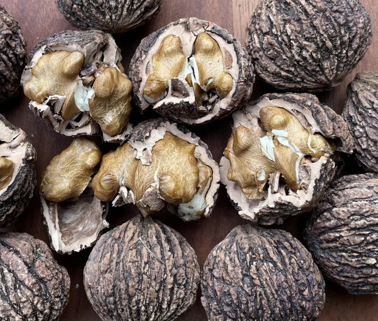 Buartblack walnuts cracked open to show the kernels