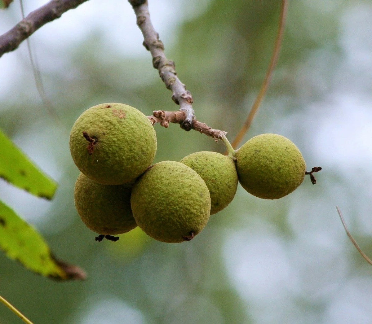 Buartblack walnuts in their husks on the branch
