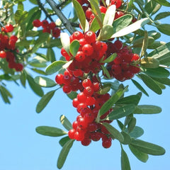 Buffaloberry Shrubs