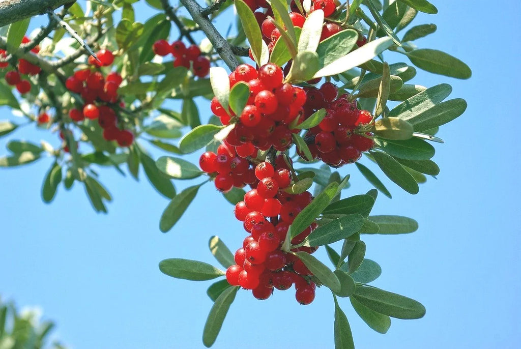 Ripe red buffaloberries on a silver-leaved branch